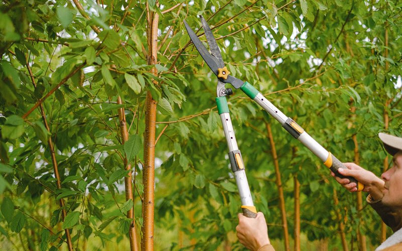 Tree trimming in Rancho Santa Fe, CA
